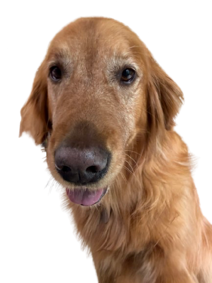 Ruby, a golden retriever therapy dog